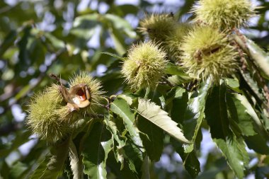 Kestane rengi kirpinin içindeki kestaneler ya da sonbaharda Castanea sativa