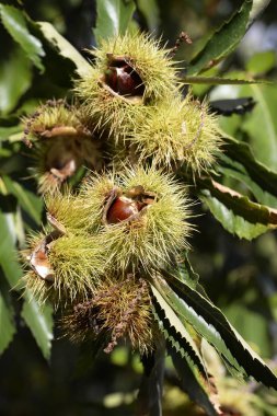 Kestane rengi kirpinin içindeki kestaneler ya da sonbaharda Castanea sativa