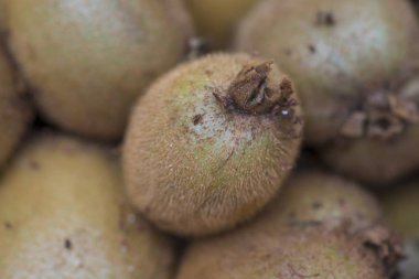 kivi sonbaharda ağaçtan toplandı