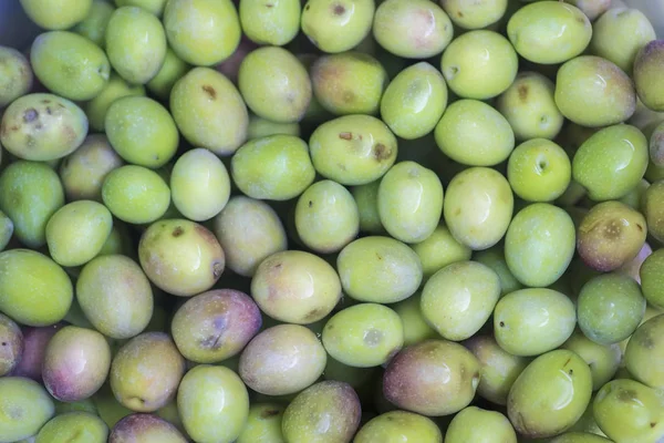 Manzanilla Cacere çeşitli zeytinler. Extre 'den zeytin veya zeytin