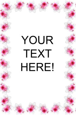 cherry blossom for card or postcard letter background