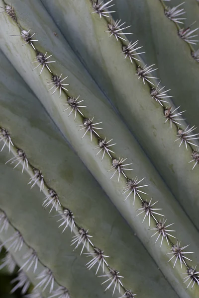 Detail of giant cactus skewers — Stock Photo, Image