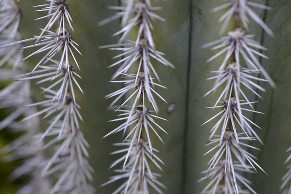Detail of giant cactus skewers — Stock Photo, Image
