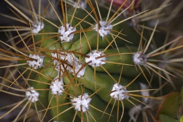 Detail of giant cactus skewers — Stock Photo, Image