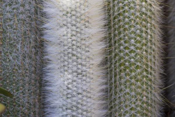 Detail of giant cactus skewers — Stock Photo, Image