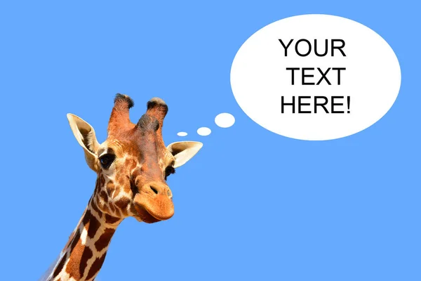 Žirafa přemýšlí. obrázek pro tapetu nebo komiks — Stock fotografie