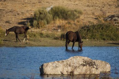 İspanyol atları Los Barruecos 'taki göl kenarındaki çayırlarda otluyor.