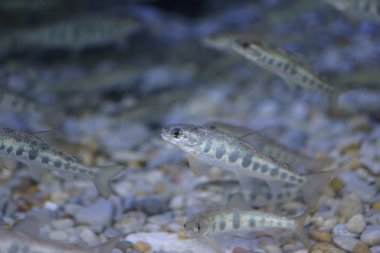 Trachurus Trachurus Cantabrian Denizi