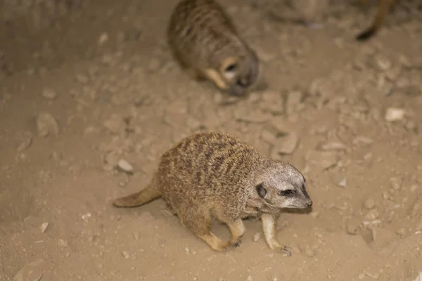 meerkat walking in search of food. Suricata suricatta