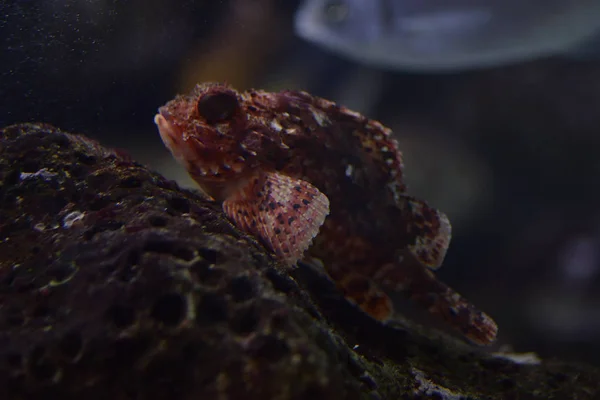 Scorpaena scrofa - риба сімейства Scpaenidae червоного кольору — стокове фото