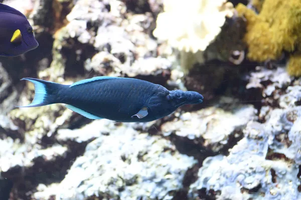 Paracanthurus hepatus, το μπλε χειρουργός ψάρι είναι ένα ψάρι ύφαλο belo — Φωτογραφία Αρχείου