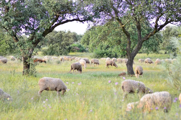 Schapen grazen in de weide van Extremadura — Stockfoto