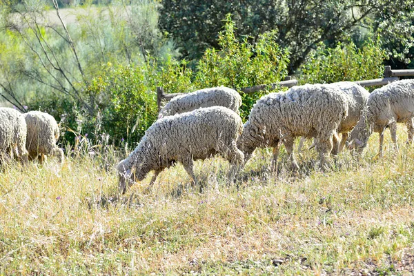 Schapen grazen in de weide van Extremadura — Stockfoto