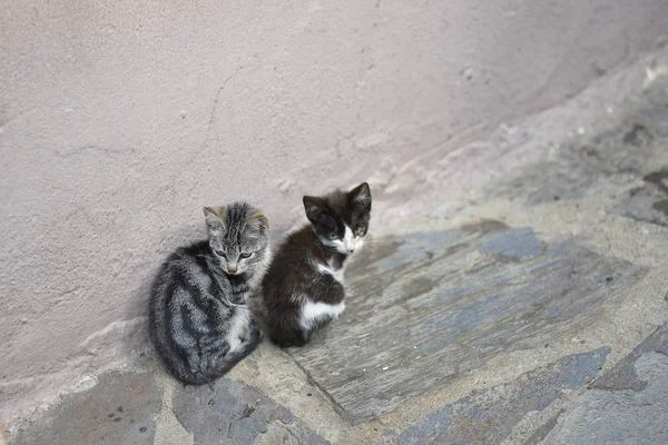 Brüder Katzen sonnen sich in der Nähe der Mauer — Stockfoto