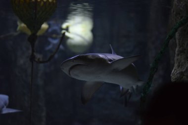 Yiyecek aramak için arka planda yüzen köpekbalığı.