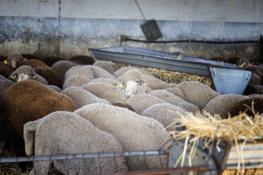 Merino sheep (ovis aries) eating and inside the stable and a she clipart