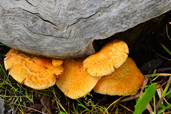 yellow mushrooms next to dry wood trunk