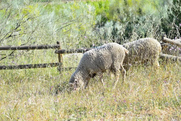 Schapen grazen in de weide van Extremadura — Stockfoto