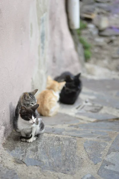 Brothers cats sunbathing near the wall — Stock Photo, Image