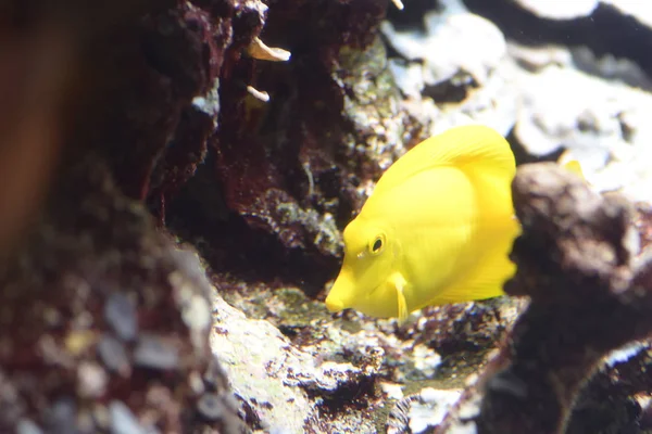 Жовта рибка - це риба - хірург., — стокове фото