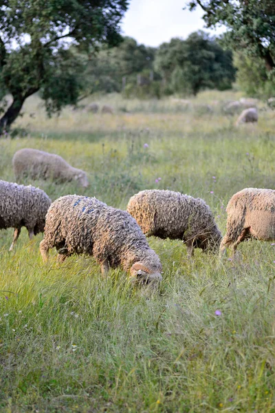 Schapen grazen in de weide van Extremadura — Stockfoto