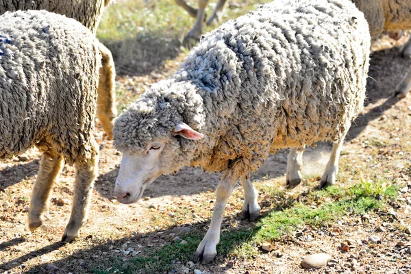 Schapen grazen in de weide van Extremadura — Stockfoto