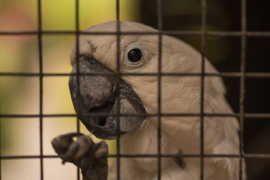 Beyaz ve sarı kakadu kafese kapatıldı