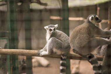 Halka kuyruklu lemur bir kafese bakıyor.