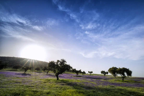 sunset photography over the pasture of Extremadura with its holm