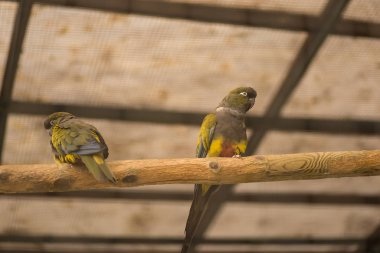 Kafes ya da kafes yeşil ve kırmızı üzümler