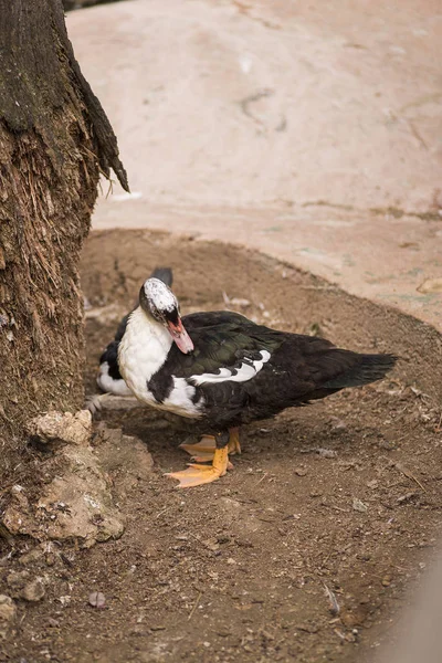 灰色と白のアヒルが木の横を引っかきます — ストック写真