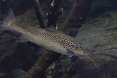 Scyliorhinus kanikula Cantabrian Denizi. Kırmızı kuyruklu, boyalı ya da