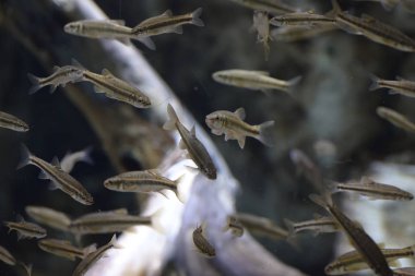 Trachurus akvaryumda yüzüyor.