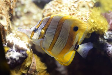 Zebrasoma flavescens, sarı cerrah balığı cerrah balığıdır.,