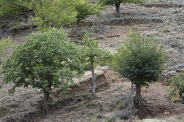 chestnut trees in the mountains or mountains of the region of La