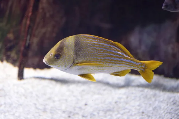 Zebrasoma flavescens, Le poisson chirurgien jaune est un poisson chirurgien , — Photo