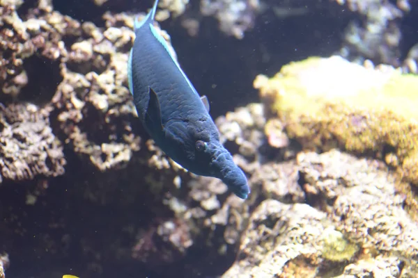 Zebrasoom flavescens, De gele chirurg vis is een chirurg vis, — Stockfoto