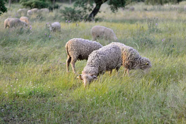 Pastoreio de ovelhas no pasto da Estremadura — Fotografia de Stock