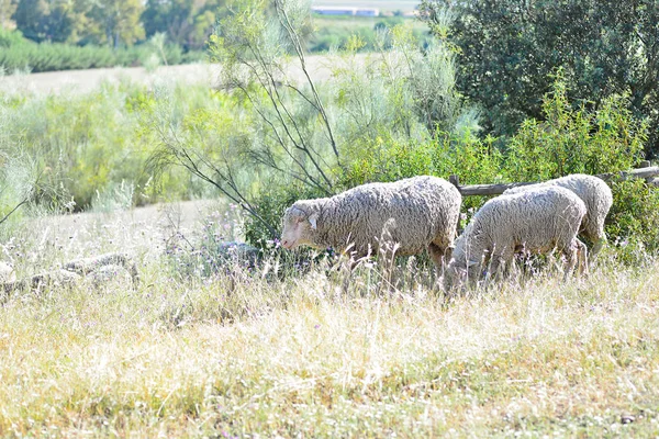 Sheep grazing in the pasture of Extremadura