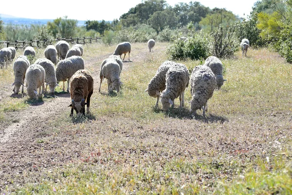 Schapen grazen in de weide van Extremadura — Stockfoto