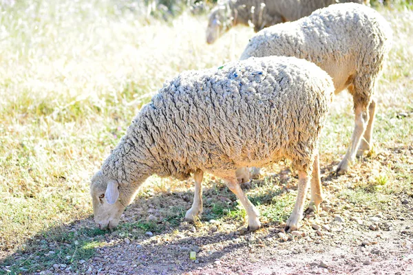 Schapen grazen in de weide van Extremadura — Stockfoto