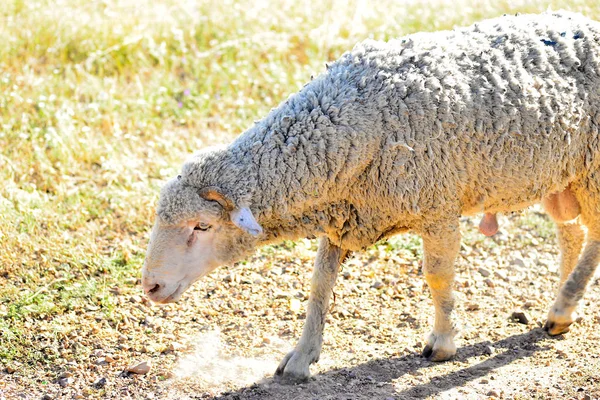 Schapen grazen in de weide van Extremadura — Stockfoto