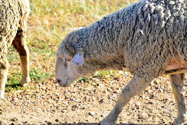 Schapen grazen in de weide van Extremadura — Stockfoto