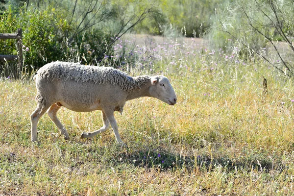 Geschoren schapen grazen in de wei van Extremadura — Stockfoto