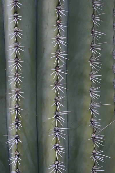 Detalle Pinchos Cactus Gigantes —  Fotos de Stock