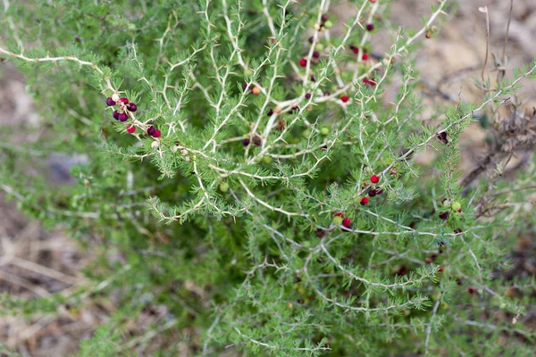 Espárragos officinalis o espárragos comunes Es una hierba perenne —  Fotos de Stock