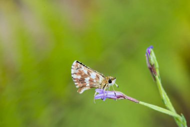 Extremadura 'da gün doğumunda su damlaları ile kelebek