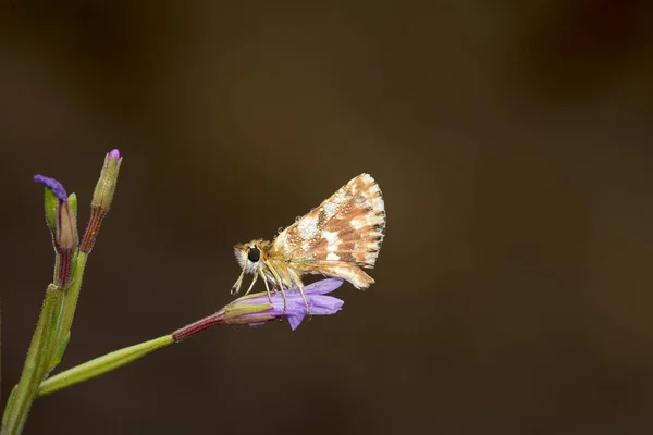 Motyl z kroplami wody o wschodzie słońca w Estremadurze — Zdjęcie stockowe