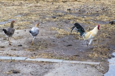 Çiftlikte horoz ve başıboş tavuklar