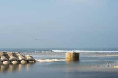 seagulls on the beach of Esmoriz in Portugal